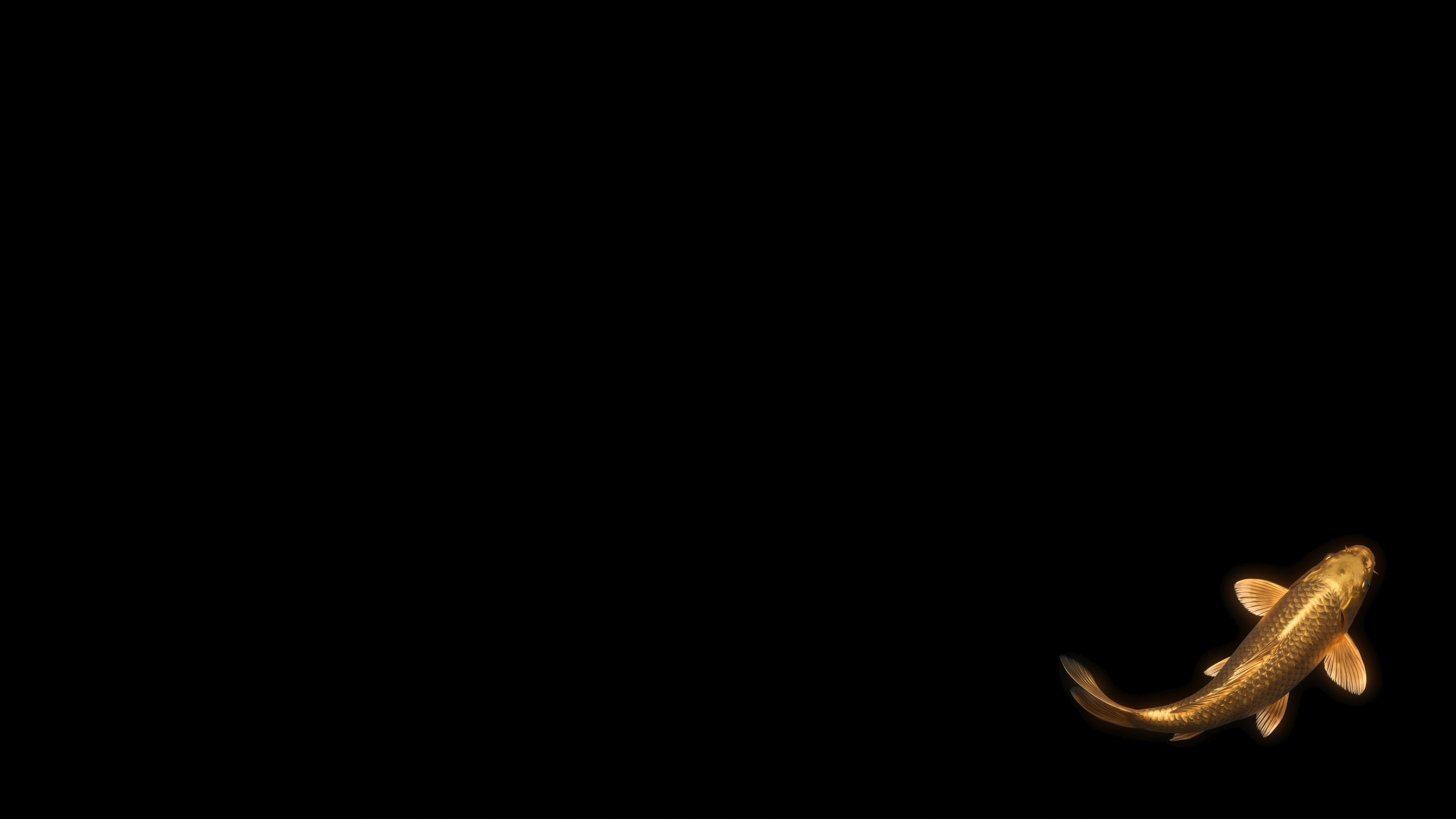 Golden Koi Fish Swimming